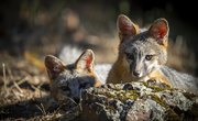 What Do Gray Foxes Eat?