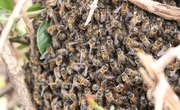 What Are the Causes of Honeybee Extinction?