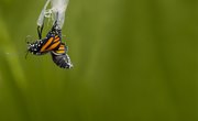 How Long Does a Butterfly Stay in a Chrysalis?