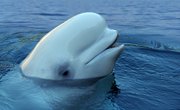 What Types of Animals Live in the Ice Cap?