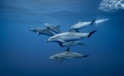 The Difference Between Dolphin Fish & Dolphin Mammal