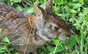 Facts About Cottontail Rabbits