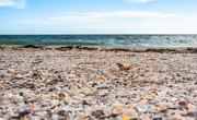 Sanibel Island, Florida Shelling Tips