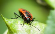 What Eats Boxelder Bugs?