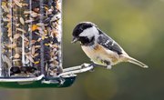 Can You Feed Salted Sunflower Seeds to Birds?