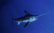 What Animals Live in the Mesopelagic Zone?