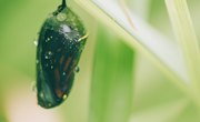 What Happens Inside the Chrysalis of a Butterfly?