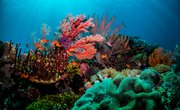 How Long Do Corals Live?