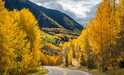 At What Altitude Do Aspen Trees Grow?