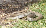 Brown Snakes of Georgia