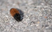 Types Of Woolly Caterpillars
