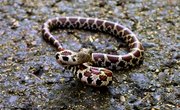 Snake Species Found in Northeast Tennessee