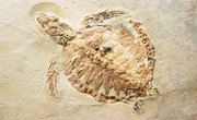 What Can We Learn by Studying Fossils?