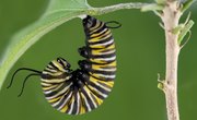 How Does a Caterpillar Build a Cocoon?