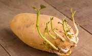 How to Grow a Potato in Water for a Science Project