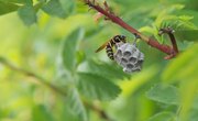 How to Identify Wasps Nests