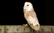 The Trophic Levels of the Barn Owl