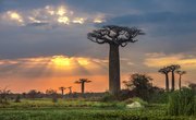 The Adaptations of the Baobab Tree