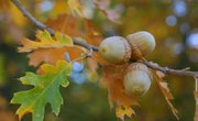 The Life Cycle of an Acorn Seedling Into a Tree
