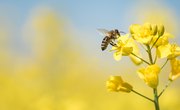 How Do Flowers & Bees Help Each Other?