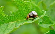 What Are Potato Bugs?