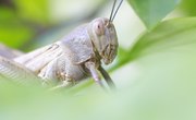 The Differences Between Locusts, Grasshoppers and Cicadas