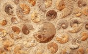 The Four Types of Fossils