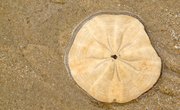 How to Find Sand Dollars at the Beach