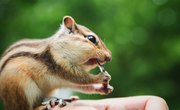 What Animals Eat Chipmunks?