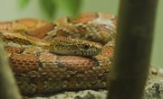 Common Snakes Around Lake Murray, South Carolina