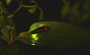 How to Keep Fireflies Alive
