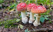 What Will Happen If You Are Exposed to Mushroom Spores?