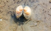 How Does a Clam Move?