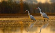Types of Wild Birds in Santa Monica, California