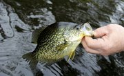 5 Best Crappie Fishing Lakes in Texas