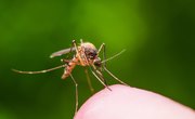 The Secret to Tracking Deadly Infections? It Could be Mosquito Pee
