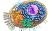 What Is an Organelle in a Cell?