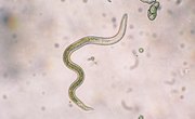 How Do Roundworms Move?
