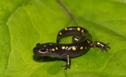 How to Get Rid of Salamanders