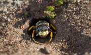 How to Identify Ground Wasps