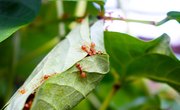 Stinging Insects That Nest in the Ground