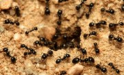 How Does an Ant Colony Operate?