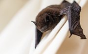 How to Get Rid of Bats in My Basement