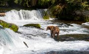 How Do Grizzly Bears Move?