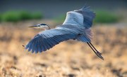 Great Blue Heron Mating Habits