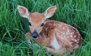 How to Tell a Fawn's Age