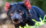 What Eats or Kills a Tasmanian Devil?