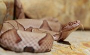 Copperhead Snake Identification in Virginia