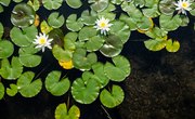 Aquatic Plants With Special Adaptive Features