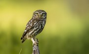 Birds That Sound Like Owls